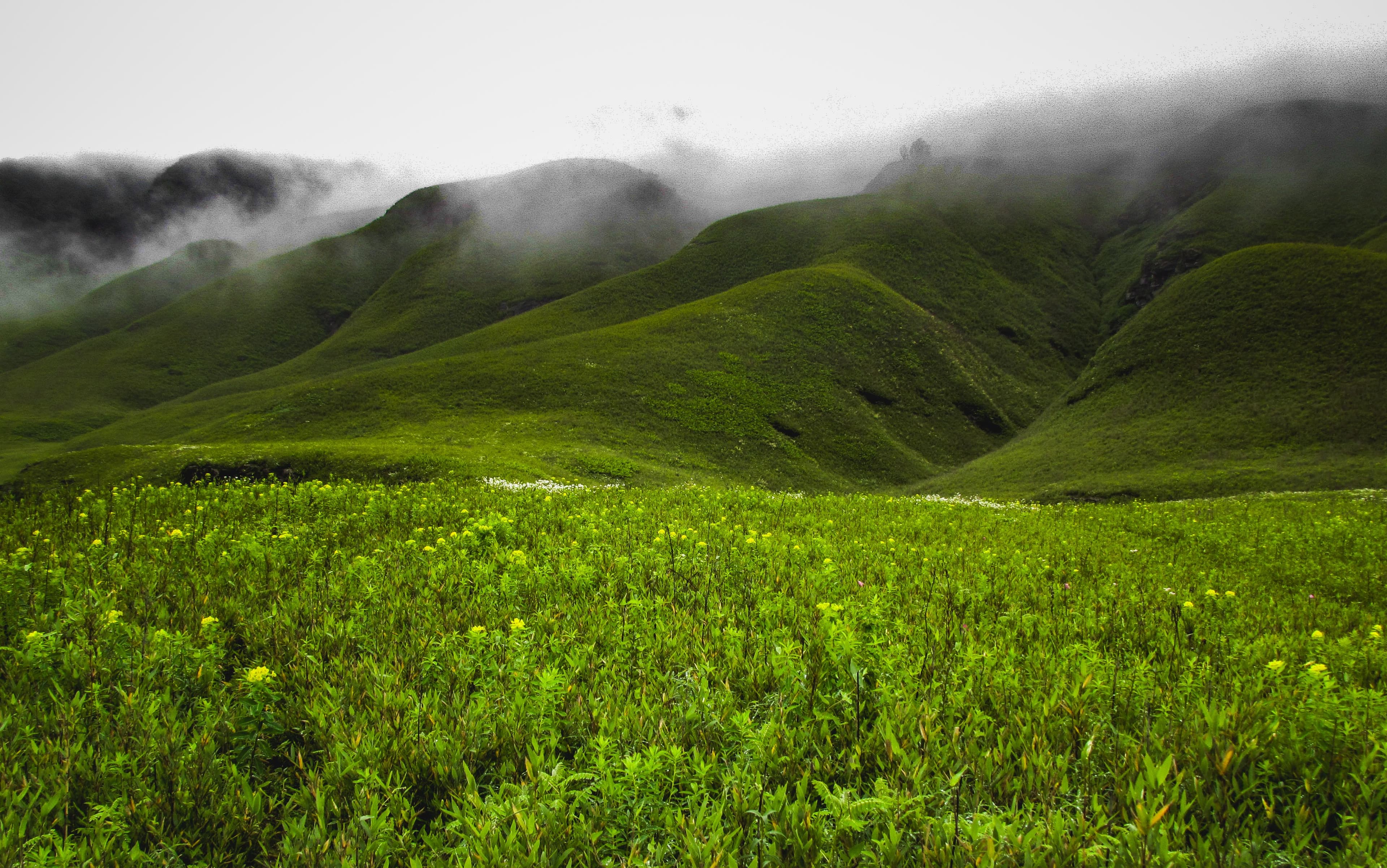 Wildflowers and green hills in Dzukou Valley during monsoon